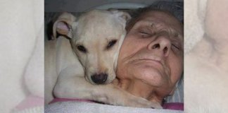 Homem entrou em coma e seu cachorro o acompanhou até  ele acordar. Ele não queria sair do seu lado