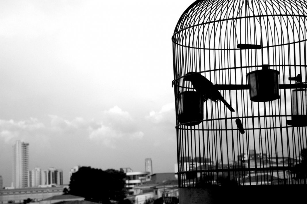 Em decisão histórica Índia proíbe pássaros em gaiolas