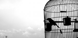 Em decisão histórica Índia proíbe pássaros em gaiolas