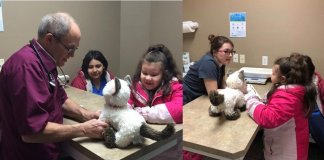 Médico veterinário atende gato de pelúcia “doente” de garotinha autista.