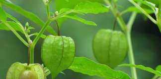Camapu: Conheça a planta que ajuda na recuperação do Alzheimer e Parkinson
