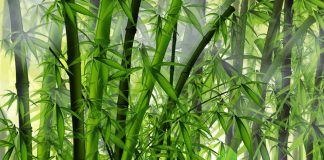 A samambaia e o bambu: uma fábula que você deve ler quando estiver em um momento complicado