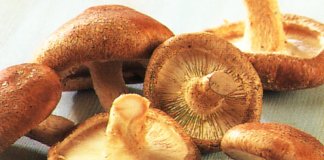 Cogumelos reduzem em 50% risco de perda de memória: Alzheimer