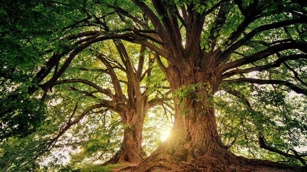 Árvores têm “Coração” é o que descobriram Cientistas