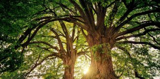 Árvores têm “Coração” é o que descobriram Cientistas