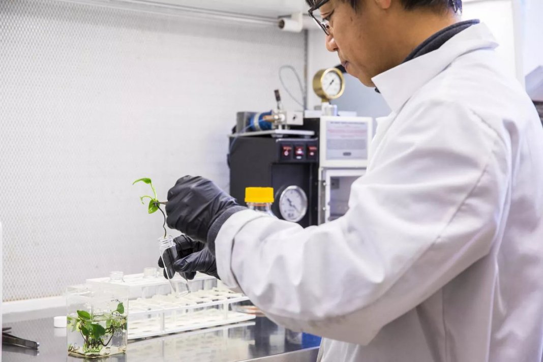 Cientistas criam planta doméstica geneticamente modificada que remove substâncias cancerígenas do ar