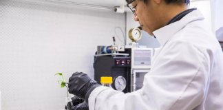 Cientistas criam planta doméstica geneticamente modificada que remove substâncias cancerígenas do ar