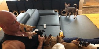 Chihuahua salva fisiculturista da depressão e ele cria um santuário em casa