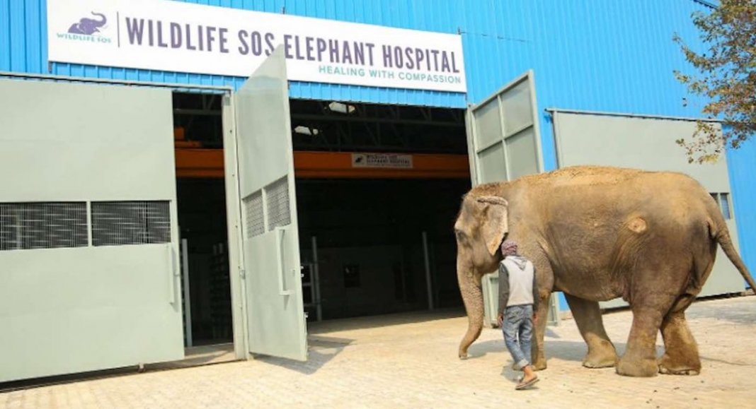 A Índia abre as portas de seu primeiro hospital para elefantes agredidos e já tratou muitos