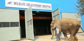 A Índia abre as portas de seu primeiro hospital para elefantes agredidos e já tratou muitos