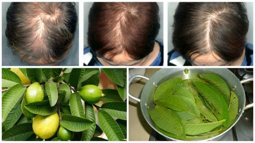 Descubra como a “folha de goiabeira”evita a queda de cabelo e faz crescer rapidamente!