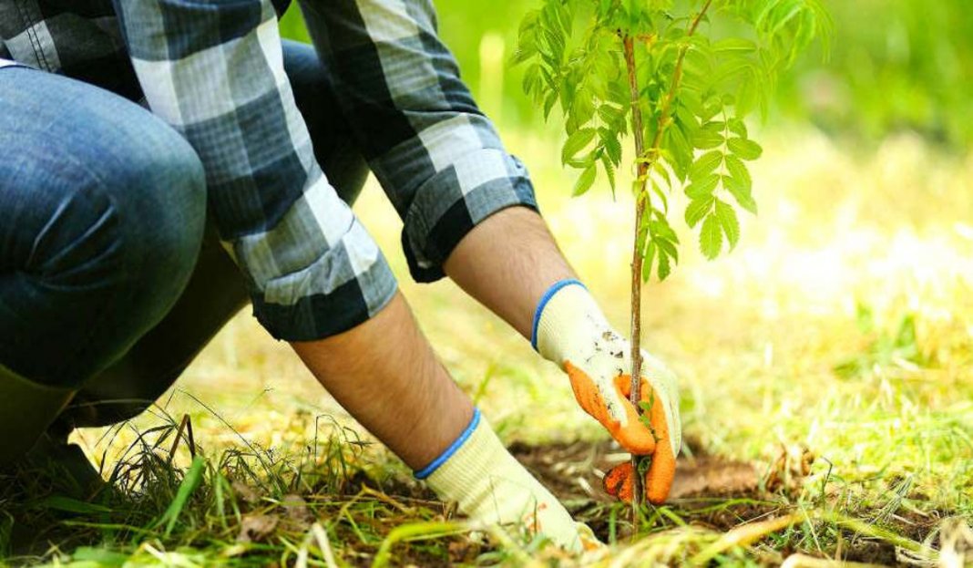 Para ajudar a combater o aquecimento global, Austrália vai plantar 1 bilhão de árvores até 2050