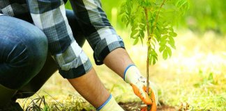 Para ajudar a combater o aquecimento global, Austrália vai plantar 1 bilhão de árvores até 2050