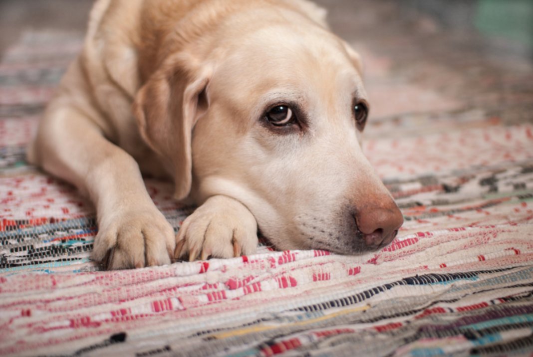 “Quem chuta ou maltrata um animal é alguém que ainda não aprendeu a amar”