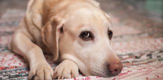 “Quem chuta ou maltrata um animal é alguém que ainda não aprendeu a amar”