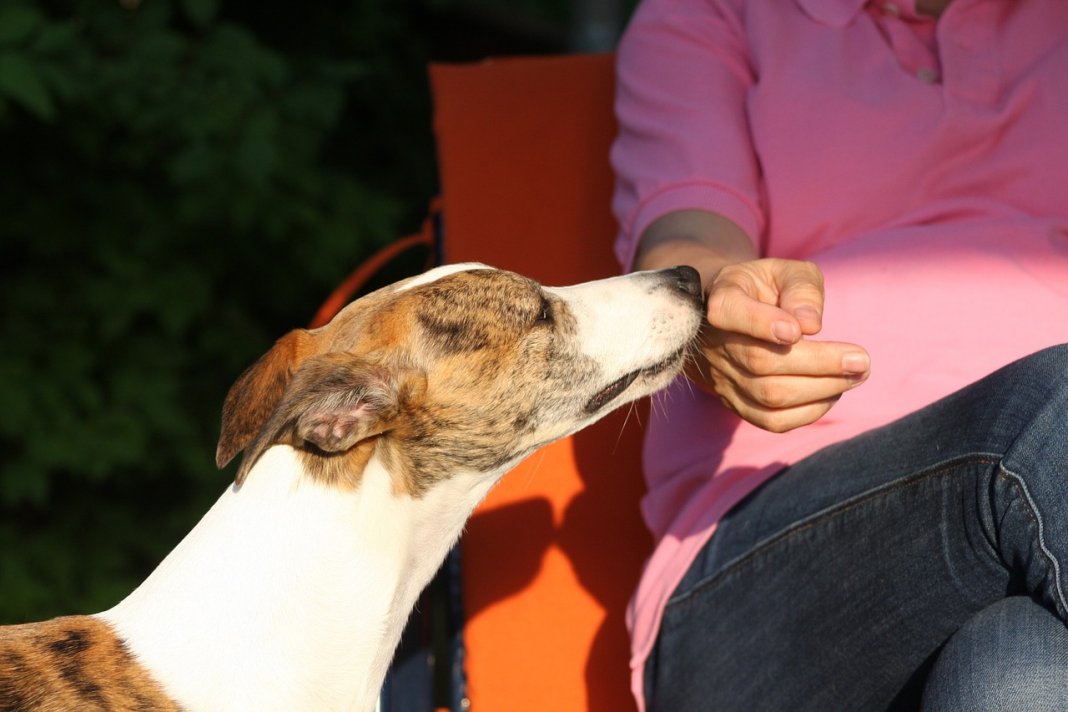 Cães podem sentir se uma pessoa é má, a ciência confirma isso.