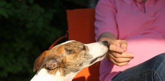 Cães podem sentir se uma pessoa é má, a ciência confirma isso.