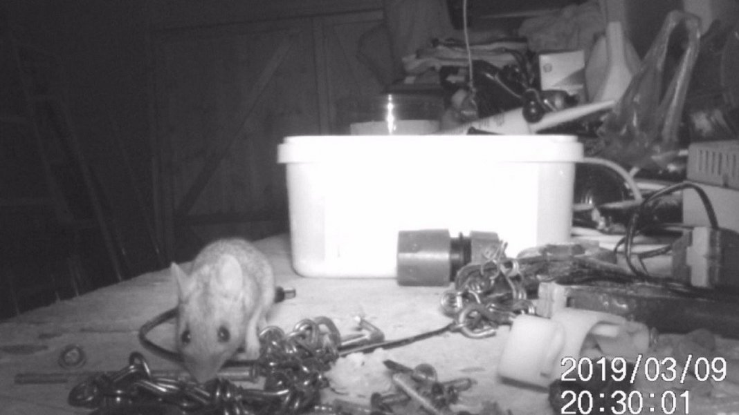 Eletricista descobre que rato arruma suas ferramentas durante a noite