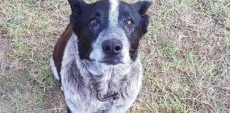 Menina de três anos desaparece na floresta – 15 horas depois é salva por Max, um cão surdo e cego