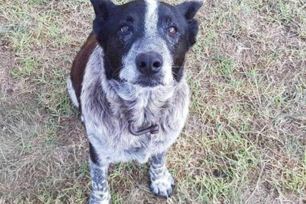 Menina de três anos desaparece na floresta – 15 horas depois é salva por Max, um cão surdo e cego