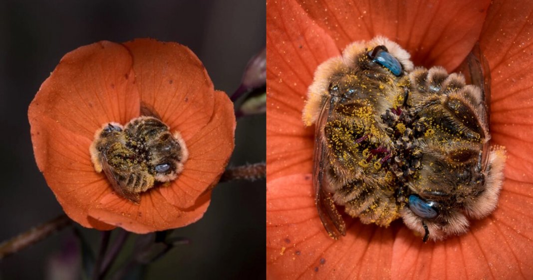 Abelhas dormem abraçadas no centro de uma flor e o registro encanta o mundo