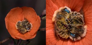 Abelhas dormem abraçadas no centro de uma flor e o registro encanta o mundo