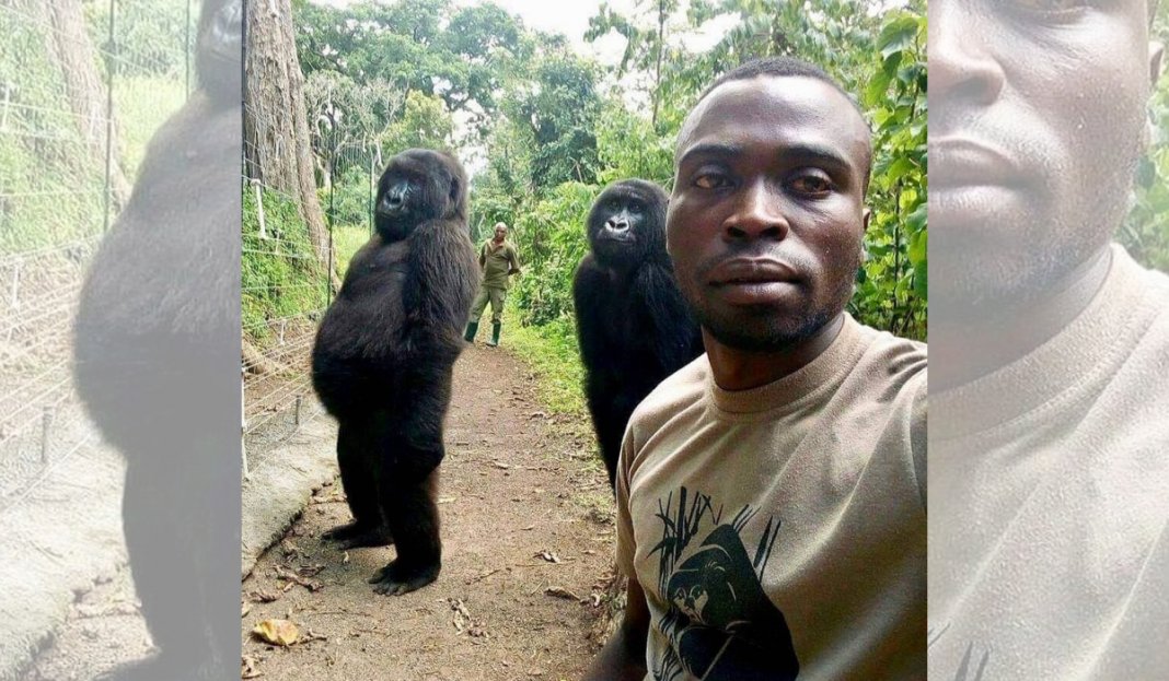 “Selfie do ano”,  a explicação por trás dos gorilas que posaram como humanos