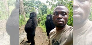 “Selfie do ano”,  a explicação por trás dos gorilas que posaram como humanos
