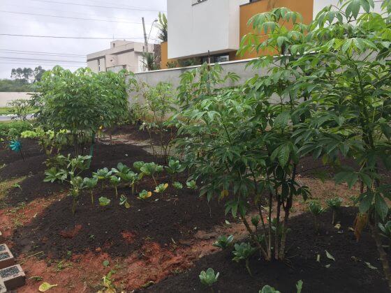 sabervivermais.com - Médico brasileiro ensina pacientes cultivarem seus proprios alimentos