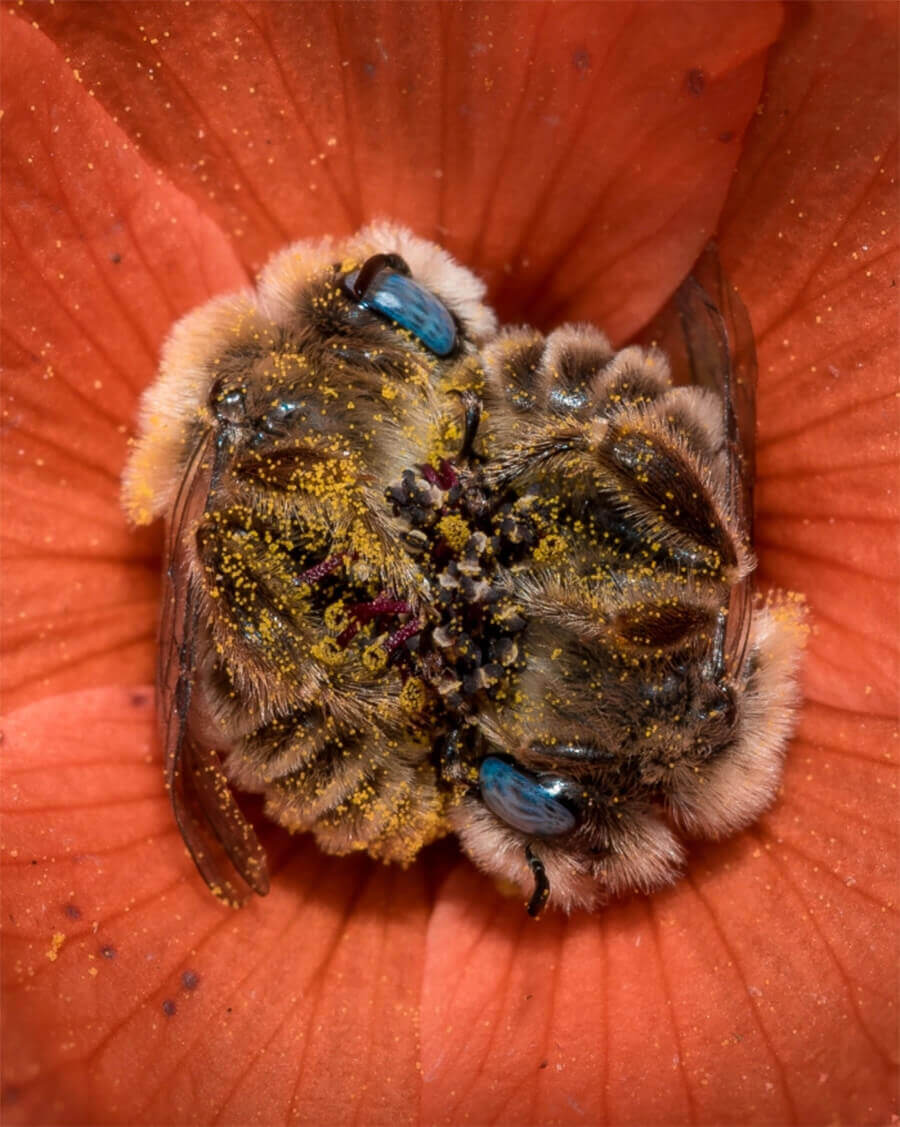 sabervivermais.com - Abelhas dormem abraçadas no centro de uma flor e o registro encanta o mundo