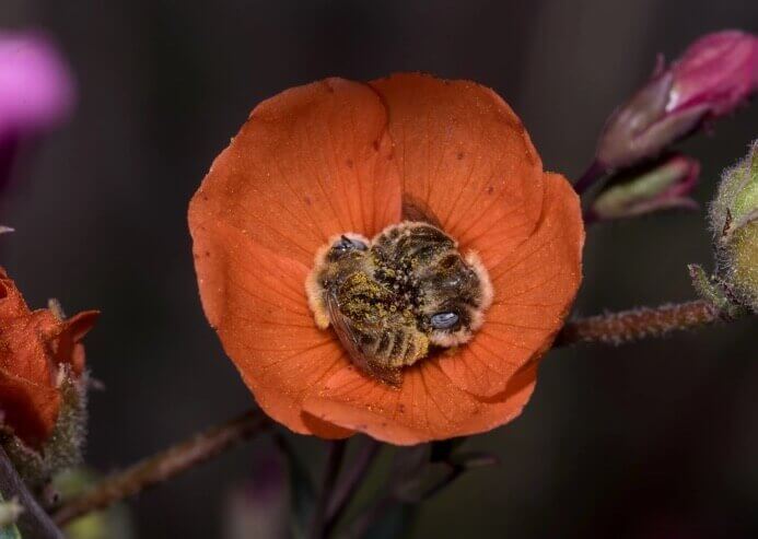 sabervivermais.com - Abelhas dormem abraçadas no centro de uma flor e o registro encanta o mundo