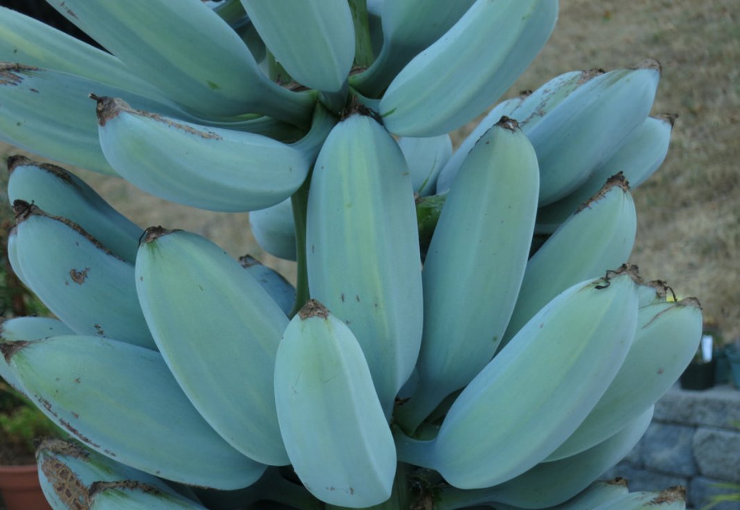 Conheça a Blue Java, a banana azul com textura de sorvete e sabor de baunilha