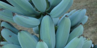 Conheça a Blue Java, a banana azul com textura de sorvete e sabor de baunilha