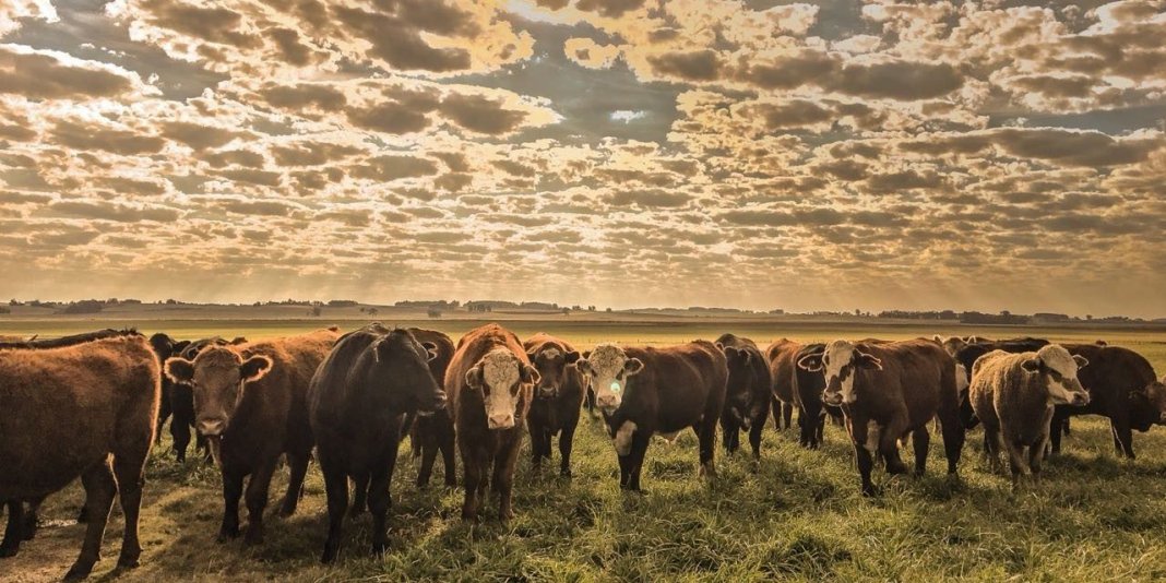 Estudo aponta que cada vegetariano pode evitar que 582 animais sejam abatidos em um ano