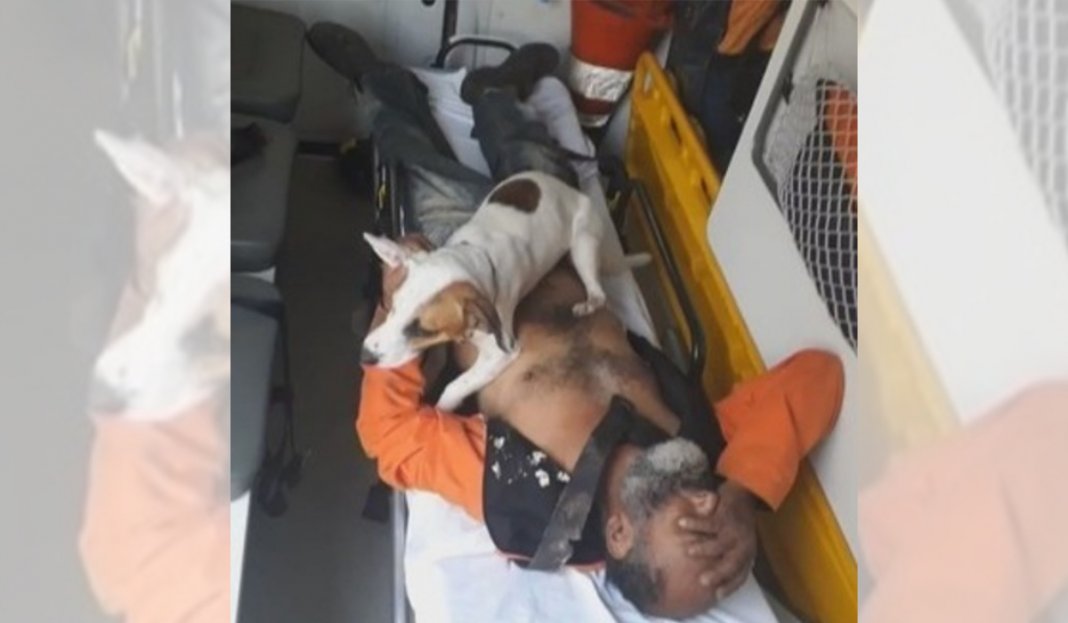 Amor incondicional! Cãozinho protege dono que foi atropelado