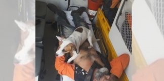 Amor incondicional! Cãozinho protege dono que foi atropelado