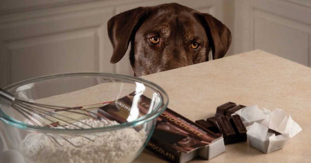 Alerta importantíssimo! não ofereça chocolate ao seu cão