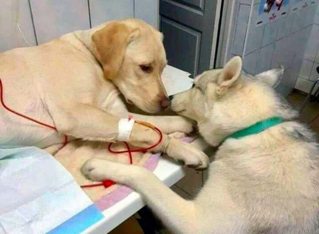 Cãozinho conforta o amigo em clínica veterinária e a imagem viraliza