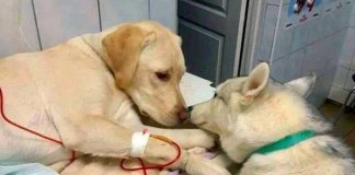 Cãozinho conforta o amigo em clínica veterinária e a imagem viraliza