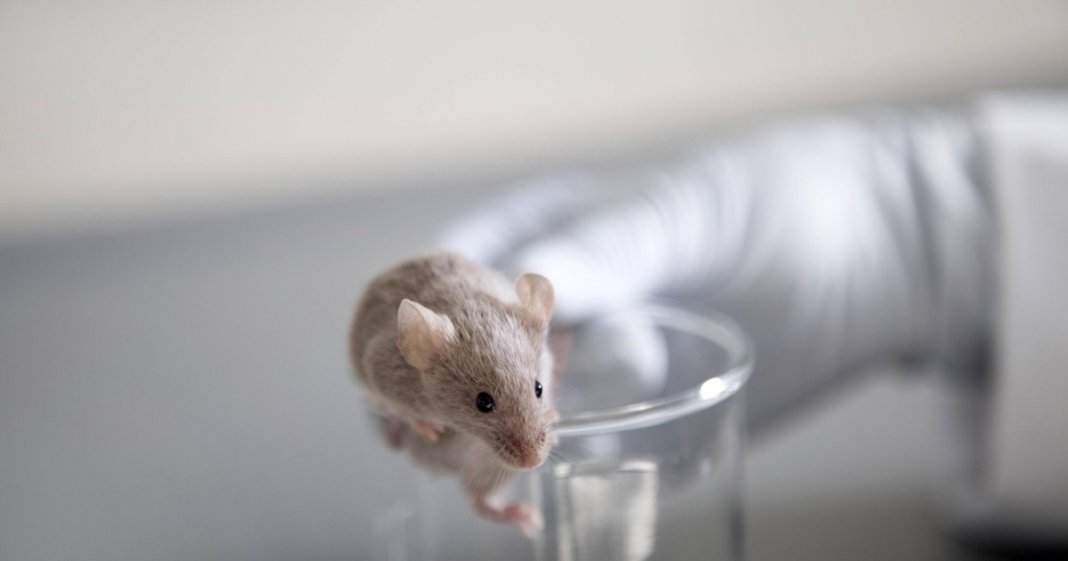 Indústria cosmética na China anuncia o fim de testes em animais