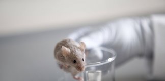 Indústria cosmética na China anuncia o fim de testes em animais