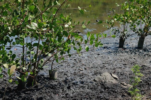 sabervivermais.com - Biólogo está recuperando sozinho um manguezal no Brasil