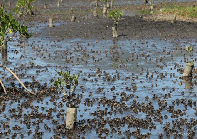 sabervivermais.com - Biólogo está recuperando sozinho um manguezal no Brasil