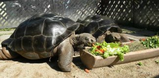 A separação que chocou os biólogos. Tartarugas se estranharam após 115 anos