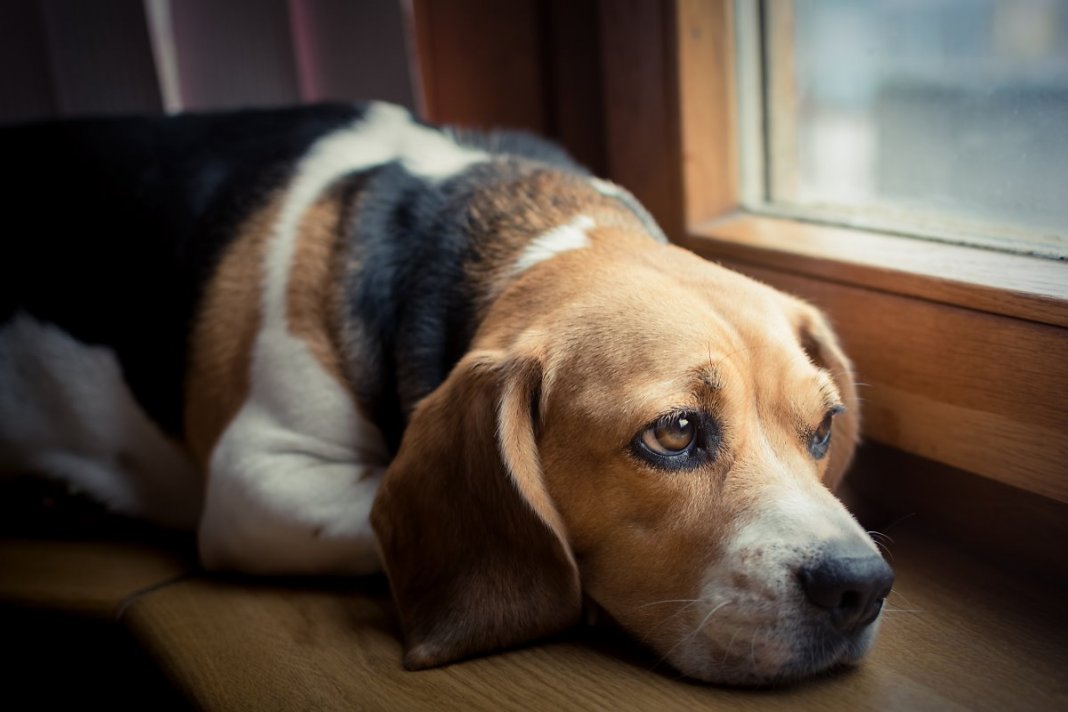 Após o divórcio de donos, juíza autoriza visitas e manda pagar ‘pensão’ a cão