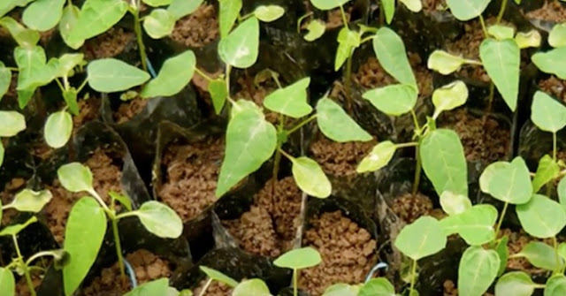 sabervivermais.com - Simples e fácil: aprenda como plantar mamão anão em vaso