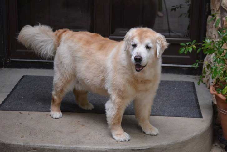 sabervivermais.com - Este velho golden retrivier fez um grande esforço quando sua dona voltou do exercito!