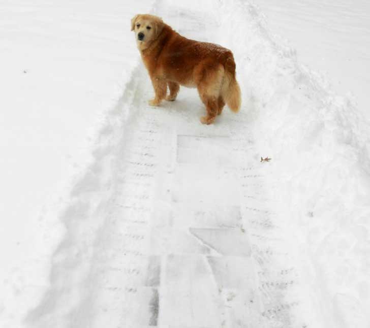 sabervivermais.com - Este velho golden retrivier fez um grande esforço quando sua dona voltou do exercito!