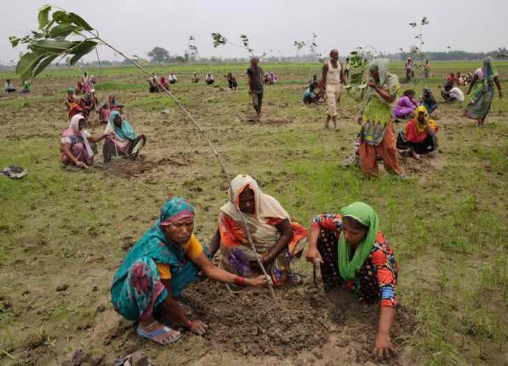 sabervivermais.com - Índia planta 66 milhões de árvores em 12 horas e bate recorde mundial