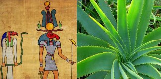 Os egípcios chamavam a babosa de “a planta da imortalidade”, entenda porque e como usá-la!